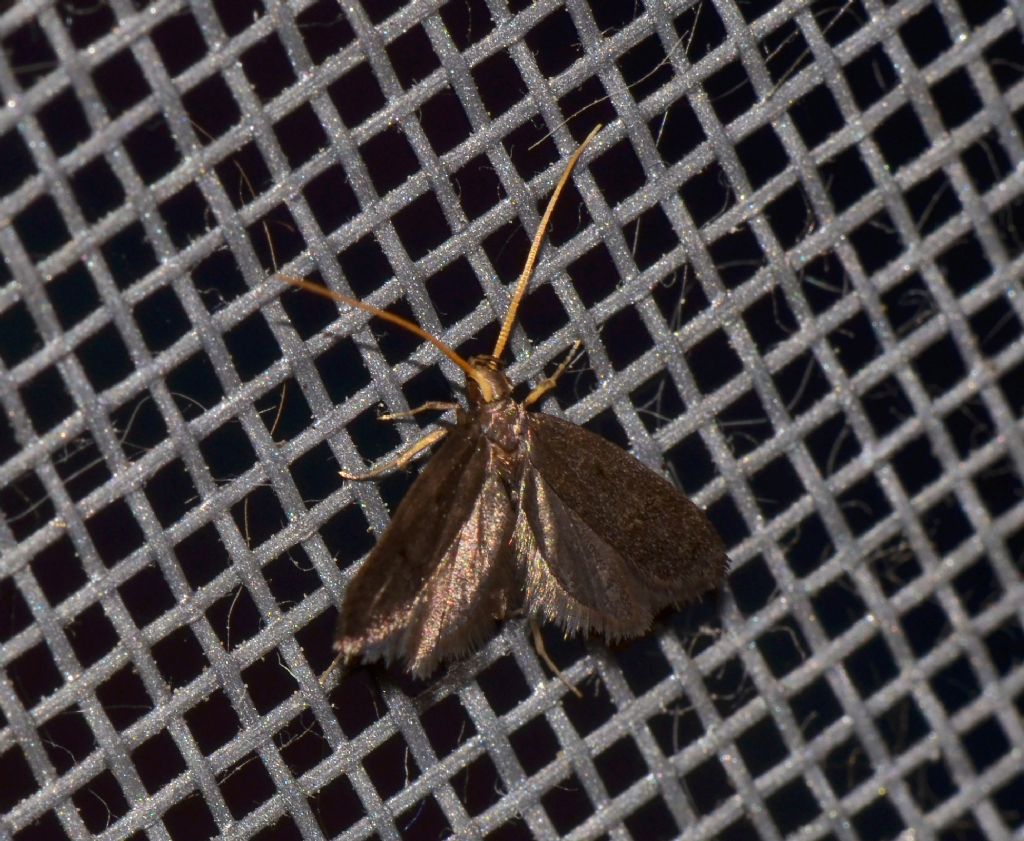 Falena da ID - Lecithocera nigrana, Lecithoceridae